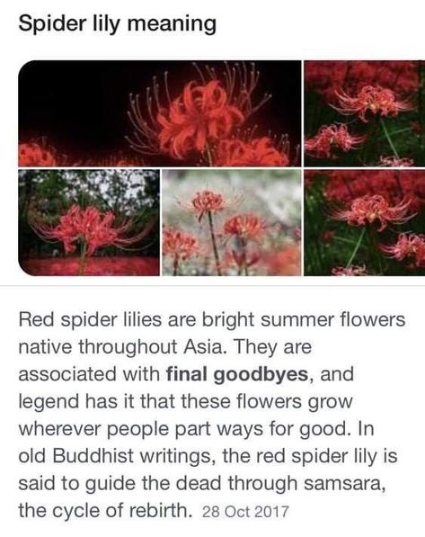 #fax #facts #spidet lily Red Spider Lilies, Decor Garden Ideas, Spider Lilies, Red Spider Lily, Spider Lily, Red Spider, Funny Text Conversations, Flower Meanings, Garden Aesthetic