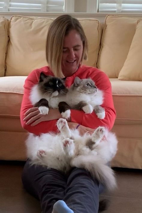 Ragdoll Cats For Sale, Ragdoll Cat Breeders, Ragdoll Cat Colors, Mitted Ragdoll, Diy Litter Box, Cat Ragdoll, Ragdoll Cat Breed, Ragdoll Kittens For Sale, Cats Outside