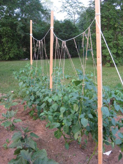 Purple tomatillos and eggplants - Growing Tomatillos, Vege Patch, Tomatillo Plant, Cattle Panels, Trellis Ideas, Short Plants, Tomato Cages, Trellis Plants, Tomato Garden