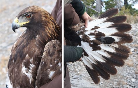 Golden Eagle Feather Tattoo, Golden Eagle Feather, Different Types Of Eagles, Eagle Feather Tattoos, Types Of Eagles, Eagle Project, Golden Eagles, Native American Images, Eagle Feathers