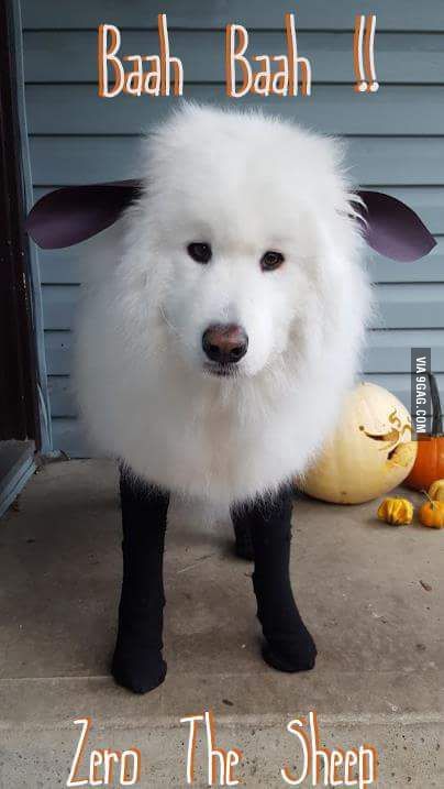 He's been a s'more and a cloud. Now he's a sheep!! Lou Dog, Sheep Costumes, Halloween Fotos, Diy Dog Costumes, Samoyed Dogs, Pet Halloween Costumes, Animal Costumes, A Sheep, Dog Halloween Costumes