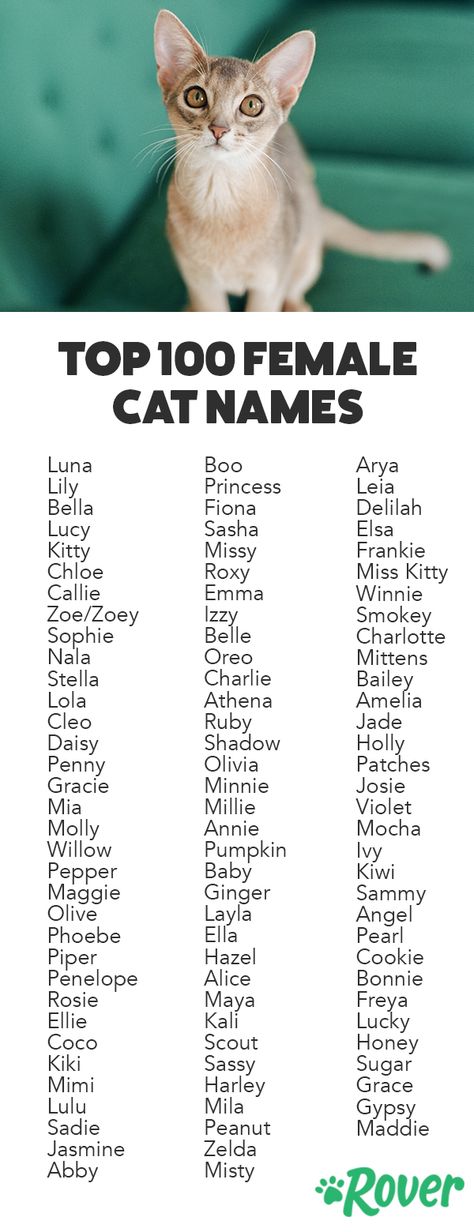 We've rounded up the top 100 female names for cats and kittens! Cat Name Ideas, Names For Cats, Girl Cat Names, Cute Cat Costumes, Cute Cat Names, Female Cat, Cute Cat Memes, Kitten Names, Cute Cat Drawing