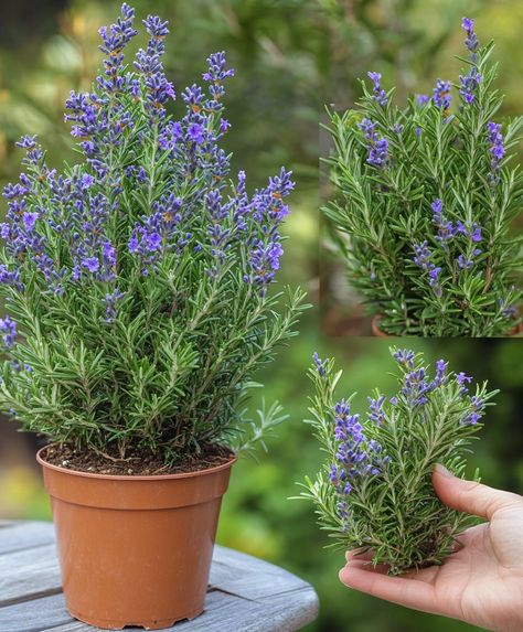 Rosemary Plant Indoors, Growing Rosemary Indoors, Rosemary Garden, Rosemary Flower, Rosemary Herb, Growing Rosemary, Rosemary Plant, Home Smell, Fragrant Plant