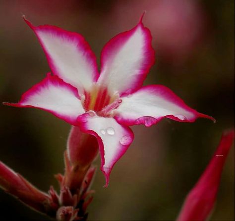 Impala lily Aesthetic Lily Flower, Impala Aesthetic, Lily Asethic, Lily Aesthetic, Impala Lily, Orange Lillies Aesthetic, Towards The Sun, All Flowers, Pilgrimage