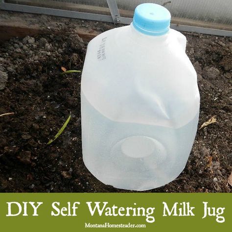 Making a homemade self watering milk jug is an easy DIY project that can be completed in just a few minutes. It works great for deep watering garden plants | Montana Homesteader Self Watering Bottle, Milk Jugs Garden, Diy Self Watering, Clean Garden Tools, Self Watering Pots, Mini Milk, Diy Gardening, Mini Greenhouse, Self Watering Planter