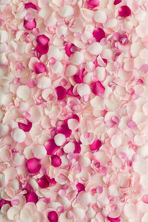 Rose petal background by Ruth Black - Stocksy United A Heart, Pink And White, Iphone, Flowers, Pink, White, Black