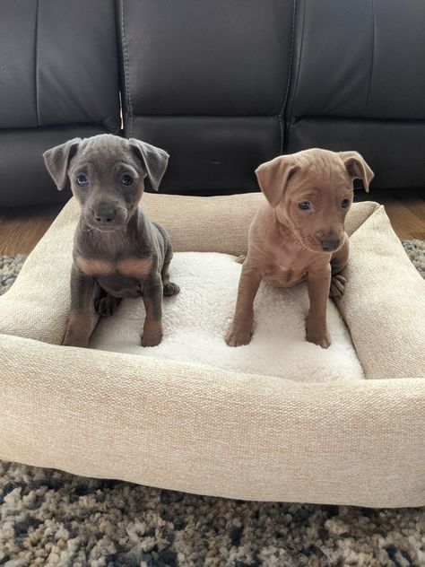 Miniature Pinscher Puppies For Sale | Buena Park, CA Min Pin Puppies, Miniature Pinscher Puppy, Buena Park California, Miniature Pinscher Dog, Mini Pinscher, Min Pins, Buena Park, Min Pin, Miniature Pinscher