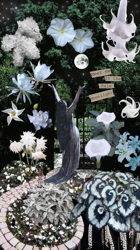 #moonlightgarden #moonaesthetic #moonlight  #moonflowers #white flowers Moonlight Garden Aesthetic, Moonflower Wallpaper, Moonflower Garden, Moonflower Aesthetic, Moon Flower Plant, Lunar Garden, Moth Garden, Faerie Soiree, Moonlight Wallpaper