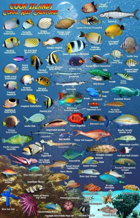 Cook Islands Fish Card – Franko Maps Dragonfly Facts, Ocean Sleeve Tattoos, Fish Chart, Deep Sea Life, Fish Card, Parrot Fish, Biology Facts, Undersea World, Fishing Cards