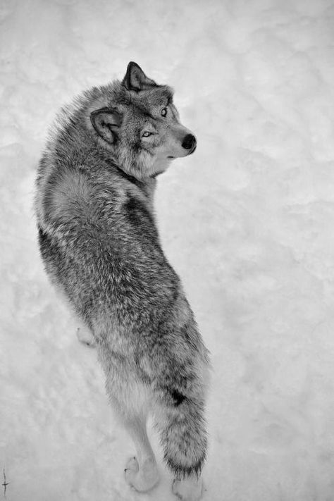 back of wolf in the snow seen from above 3d Karakter, Wolf Photos, Wolf Love, Wild Wolf, Wolf Pictures, Wolf Spirit, Beautiful Wolves, Grey Wolf, Lone Wolf