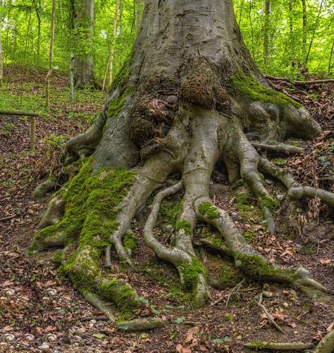 Temple References, Jungle Temple, Acre Homestead, Old Tree, Earth Elements, Tree Roots, Tree Forest, Plant Roots, Tree Bark