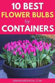 Potted Bulbs Outdoor, Bulb Pots Planters, Gladiolus Flower In Pots, Bulb Container Garden, Bulb Container Ideas, Bulb Flowers In Pots, Container Bulb Planting, Spring Plants For Pots, Planting Bulbs In Containers