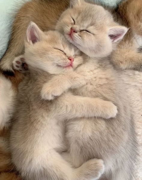 Kitten Cuddle, People Graphic, Heartwarming Photos, Cuddle Time, Cute Small Animals, Retro Coffee, Cute Little Kittens, Silly Cats Pictures, Cute Cats Photos