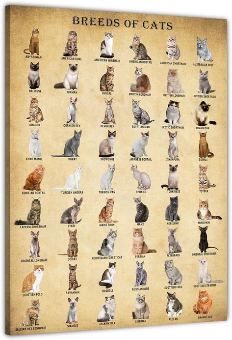 Cat Breed Wall Art, Vintage Cats Knowledge Poster, Cute Kitty Print Unframed 12x18inch : Amazon.co.uk: Pet Supplies Type Of Cats, Cat Evolution, Cat Knowledge, Breeds Of Cats, Knowledge Poster, Poster Cute, Vintage Cats, Types Of Cats, Cat Breed