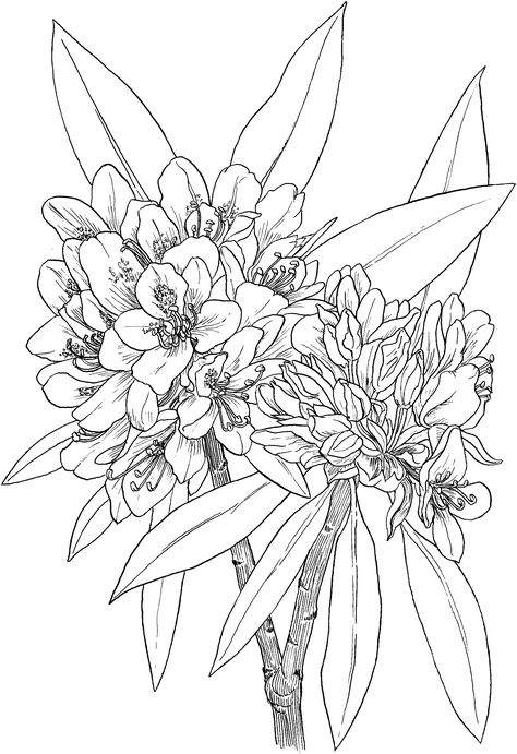 Rhododendron Tattoo Simple, Rhododendron Drawing, Rhododendron Tattoo, Poppy Flower Bouquet, Sunflower Coloring, Poppy Coloring Page, Sunflower Coloring Pages, Rose Coloring Pages, Coloring Page Free Printable