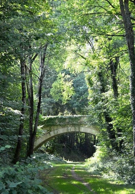 Old Bridges, Building Bridges, Lost Garden, Adventure Aesthetic, Architecture Drawing Art, Bridge Building, Forest Photography, Forest House, Watercolour Tutorials