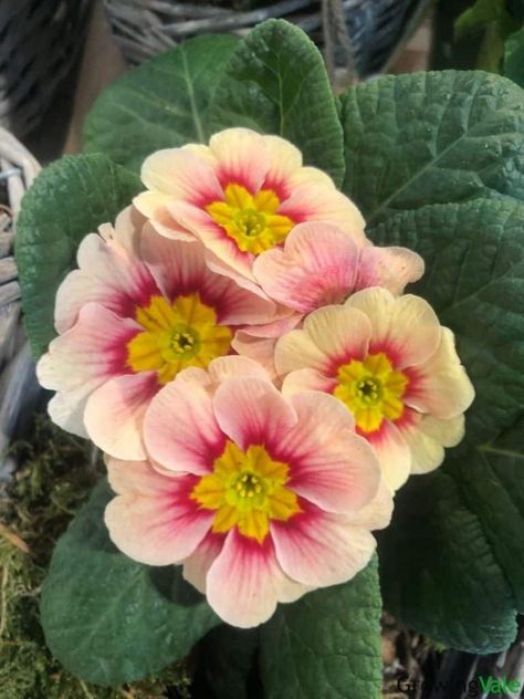 How to Grow and Care for Primrose Flower (Primula spp.) - GrowingVale Primrose Plant, Primrose Flower, Alpine Garden, Spring Plants, Plant Ideas, Spring Ideas, Herbaceous Perennials, Colored Flowers, Flowering Plants