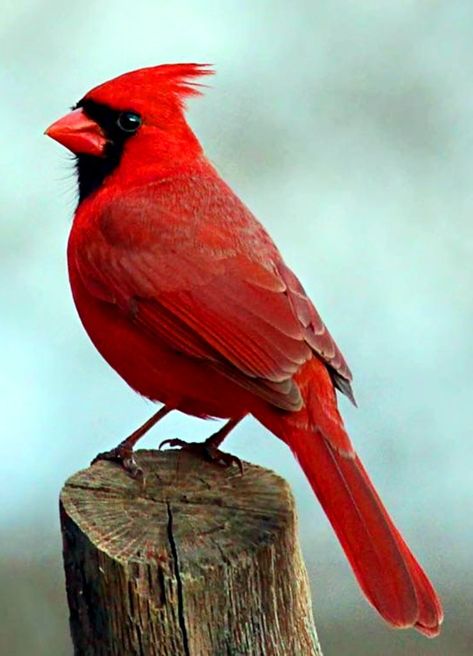 Cardinal Reference Photo, Christmas Reference Photo, Cardinal Reference, Colorful Birds Photography, Bird Reference Photos, Cardinal Photography, Cardinal Photo, Cardinals Birds, Cardinal Birds Art