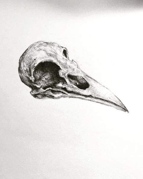 Vulture Skull, Animal Skull Drawing, Bird Skull Tattoo, Crow Painting, Crow Skull, Pen Art Drawings, Gothic Tattoo, Indie Art, Charcoal Art