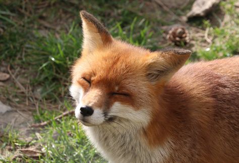 Imgur: The most awesome images on the Internet Happy Fox, Fox Art, Silly Animals, Good Boy, Cute Fox, Red Fox, Shiba Inu, Spirit Animal, Cute Love