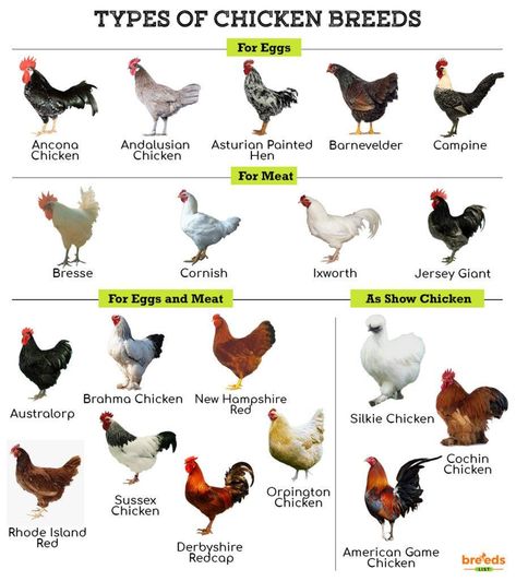 Chicken Breeds - Facts, Types, and Pictures Backyard Chicken Breeds, Best Meat Chicken Breeds, Chicken Breeds For Meat, Breed Of Chickens, Fluffy Chicken Breeds, Best Chickens For Beginners, Cold Hardy Chicken Breeds, Breeds Of Chickens Pictures, Bantam Chicken Breeds With Pictures