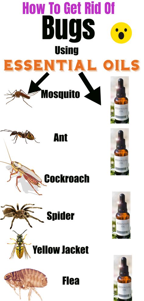 Essential Oils For Ants How To Get Rid, Get Rid Of Mosquitos In House, Get Rid Of Gnats In The House, Peppermint Oil For Ants, Peppermint Oil For Spiders, Essential Oils Ants, Homemade Bug Repellent, Essential Oil Bug Spray, Cleaning With Hydrogen Peroxide