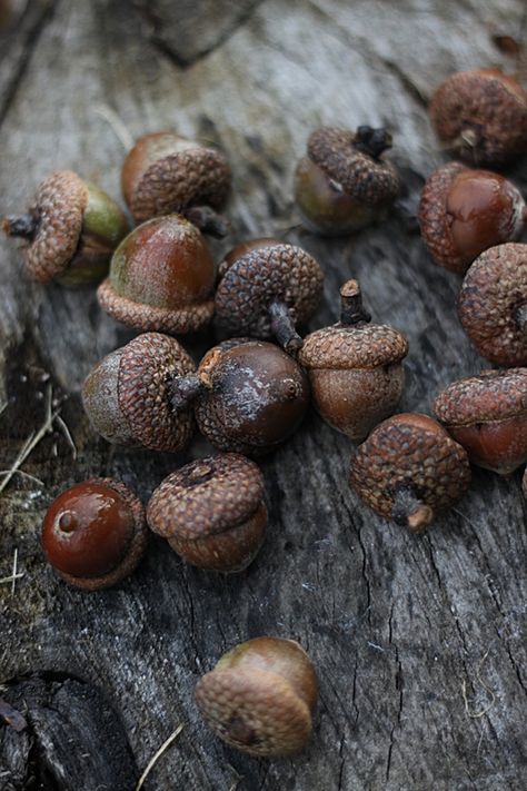 Acorn And Oak, Still Life Photos, Fantasy Forest, Winter Photo, Fall Pictures, Autumn Cozy, Autumn Aesthetic, Autumn Inspiration, Autumn Day