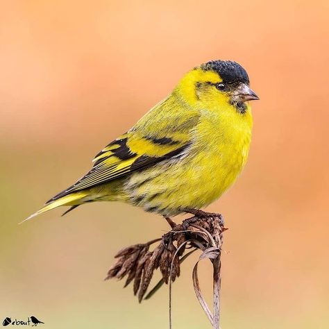 Nuts About Birds Est 2013 en Instagram: “Presents N U T S  A B O U T  B I R D S Photographer: @mauriziomazzantiphoto C O N T E N T: Eurasian Siskin (Spinus Spinus) L O C A T I O…” Siskin, T B, Nuts, Birds, Photographer, Instagram