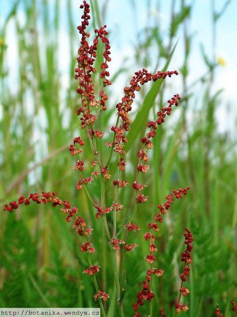 Sheep Sorrel Rumex Flower, Sheep Sorrel, Cicely Mary Barker, Wildlife Habitat, Sticker Ideas, Body And Mind, Edible Flowers, Medicinal Herbs, Birth Flower