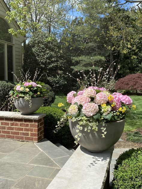 Spring Planters, Container Gardens & Window Boxes — Contained Creations Hydrangea Pots Planters, Boxwood In Planter Front Porches, Planting Pot Ideas, Front Pots Planters, Hydrangea Planters Front Doors, Hydrangea Planter Ideas, Front Porch Flower Pot Arrangement Ideas, Front Porch Large Planter Ideas, Hydrangea In Planters