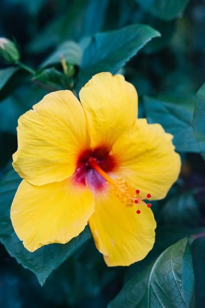 Leaves Photo, Yellow Hibiscus, Different Types Of Flowers, China Rose, Winter Park Fl, Hibiscus Flower, Rose Yellow, Download Free Images, Yellow Flower