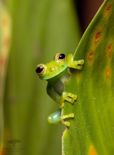 Amazing Frog, Micro Photography, Glass Frog, Macro Photos, World Photo, Frog And Toad, Hi There, Amphibians, Nicaragua