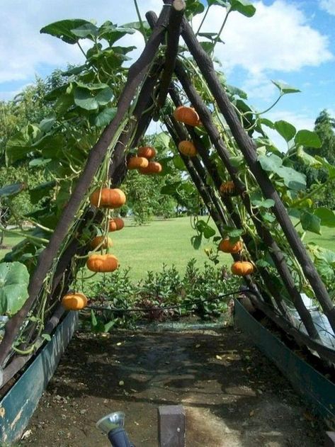 45 Affordable DIY Design Ideas for a Vegetable Garden | My desired home Raised Garden Bed Plans, Gubahan Bunga, Diy Raised Garden, Backyard Vegetable Gardens, Desain Lanskap, Raised Garden Beds Diy, Cottage Gardens, Creative Gardening, Vegetable Garden Design