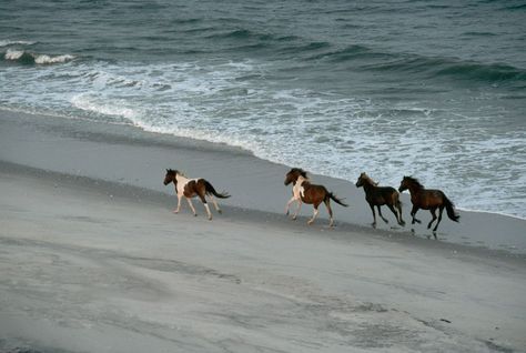 Horse Swimming, Assateague Island National Seashore, Chincoteague Ponies, Assateague Island, Chincoteague Island, Virginia Is For Lovers, All The Pretty Horses, Family Getaways, Wild Horse