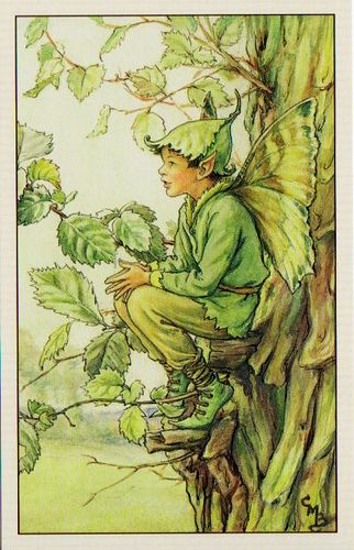 Flower Fairies of the Trees, The Elm Fairy | by mint_candy Fae Illustrations, Tree Fairy, Elm Tree, Fairy Illustration, Fairy Pictures, Cicely Mary Barker, Vintage Fairies, Fairies Elves, Flower Fairies