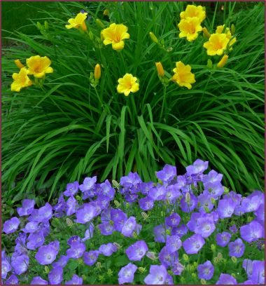 Great combo - H. 'Stella d'Oro' and Campanula carpatica v. turbinata ‘Karl Foerster’.    (C. Carpatica 'Deep Blue Clips' will work equally well) What To Plant With Daylilies, Stella Doro Daylily, Campanula Carpatica, Daylily Garden, Companion Plants, Day Lilies, Front Landscaping, Plant Combinations, Daylilies