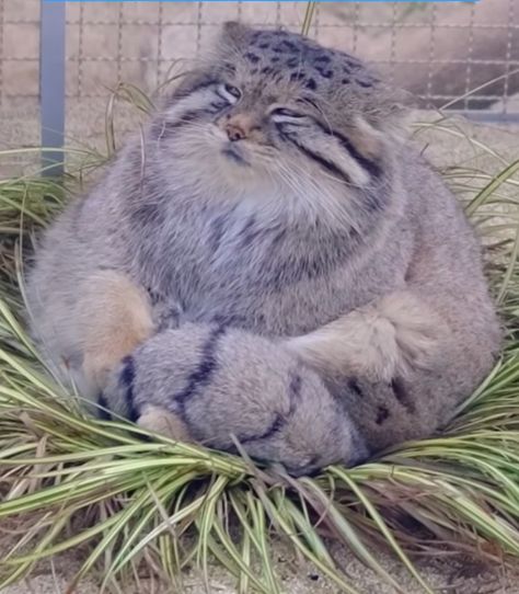 Quokka Animal, Manul Cat, Pallas Cats, Pallas Cat, Pallas's Cat, Giant Animals, Cat Emoji, Gorgeous Cats, Haiwan Peliharaan