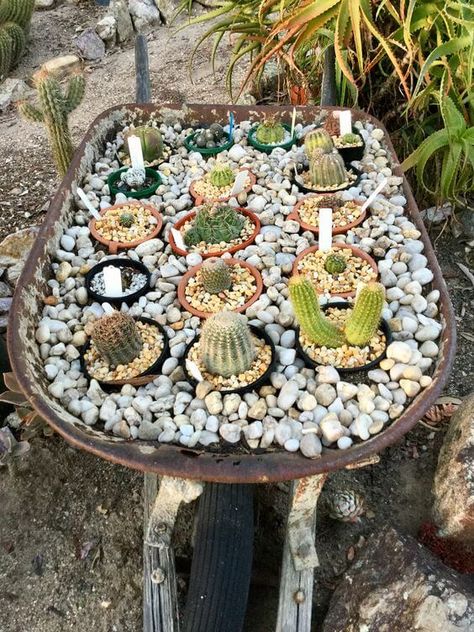 17 Amazing Old Wheelbarrow Projects For Your Garden Mini Cactus Garden, Dry Gardens, Wheelbarrow Planter, Wheelbarrow Garden, Wheelbarrows, Wheel Barrow, Succulent Garden Design, Dry Garden, Garden Fire Pit