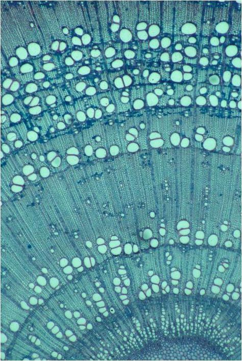 Motifs Organiques, Microscopic Photography, Microscopic Images, Joan Mitchell, Plant Cell, Texture Inspiration, Organic Pattern, Things Under A Microscope, Cross Section