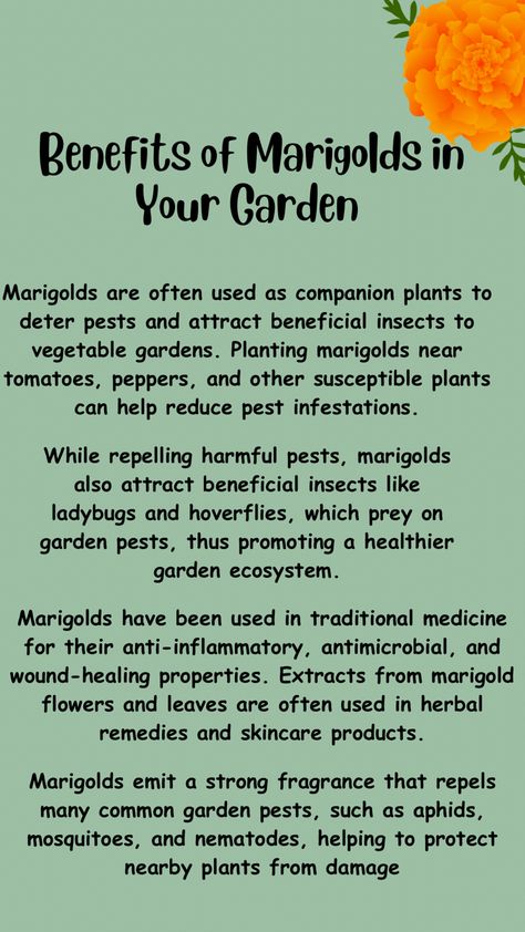 Marigold In Garden Pest Control, How To Harvest Marigold Seeds, Marigold Care Tips, Marigold Planter Ideas, Marigold Flower Garden, Garden Ecosystem, Marigold Garden, Marigolds In Garden, Planting Marigolds