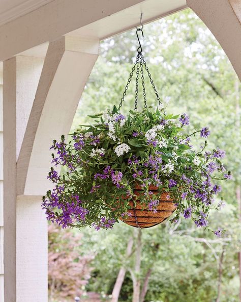 <p>Take seasonal containers to new heights with hanging garden baskets. Suspending a blooming arrangement from a porch or patio is an easy way to freshen up an outdoor space. Or boost curb appeal by adding a basket of blooms on the front door. Many flowers actually grow better in hanging baskets. Dangle an arrangement of heat-tolerant succulents in a sunny spot, or string up a container of leafy ferns in a shady area. These versatile containers can hang on the porch year-round—just replace perennial blooms from season to season. Here, 10 of our favorite hanging baskets.</p> Perennials Low Maintenance, Low Maintenance Perennials, Low Maintenance Landscaping Front Yard, Blooming Perennials, Long Blooming Perennials, Porch Plants, Garden Basket, Hanging Flower Baskets, Hanging Flower Pots