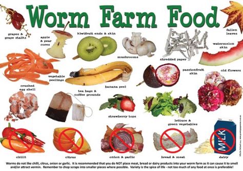 Worms, Worm farm and All products on Pinterest Ground Clear Diy, Worm Food Ideas, Worm Tower Composting, Earthworm Farming, Compost Diy, Composting Worms, Worm Tower, Worm Farm Diy, Worm Farms