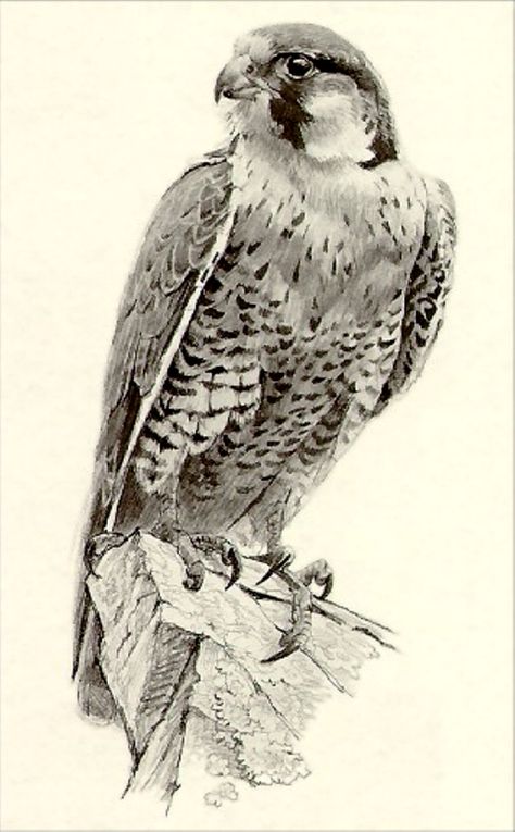 Falcon Drawing, Robert Bateman, Falcon Art, Eagle Drawing, Petit Tattoo, Scratchboard Art, Bird Sketch, Animal Drawings Sketches, Peregrine Falcon