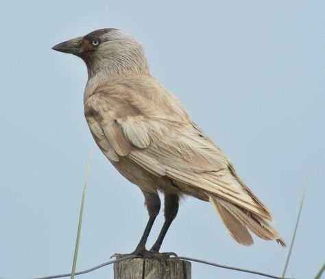 A “brown” Eurasian jackdaw (Corvus monedula) In the aptly named “brown” mutants, the synthesis of the eumelanin is incomplete. Without the bold greys and blacks of this pigment, birds are a light brown color and prone to further bleaching by the Sun. Over time, the outermost feathers can turn hoary and even white. The brown down feathers are dead giveaway. Albino Crow, Cool Birds, Raven Feathers, Brown Birds, Colored Feathers, Jackdaw, Brown Bird, Migratory Birds, Interesting Animals