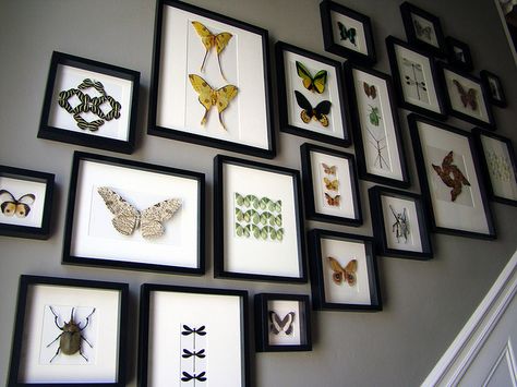 I love insects and I would love to have a collection like this to display. Framed Bugs Wall Art, Taxidermy Butterfly Wall, Butterfly Display Ideas, Bug Taxidermy Decor, Butterfly Taxidermy Decor, Entomology Display, Framed Taxidermy, Entomology Decor, Insect Display