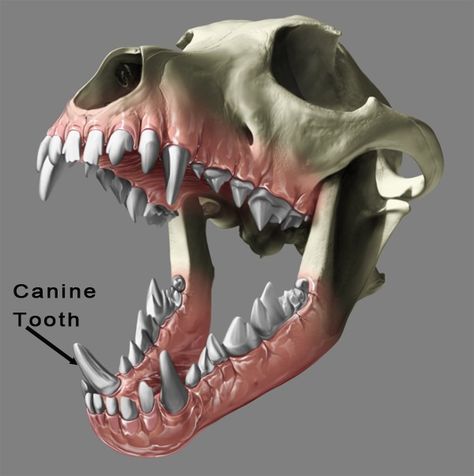 Bite Me (and Don’t Let Go) Dog Laughing, Mouth Anatomy, Teeth Drawing, Canine Tooth, Teeth Art, Dog Anatomy, Curiosity Killed The Cat, Animal Teeth, Diagnostic Imaging