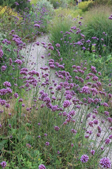 What’s wrong with Verbena bonariensis? | Jack Wallington Garden Design Ltd. Verbena Bonariensis, Seaside Garden, Cottage Garden Plants, Planting Plan, Gravel Garden, Purple Garden, Border Plants, Wildlife Gardening, Garden Borders