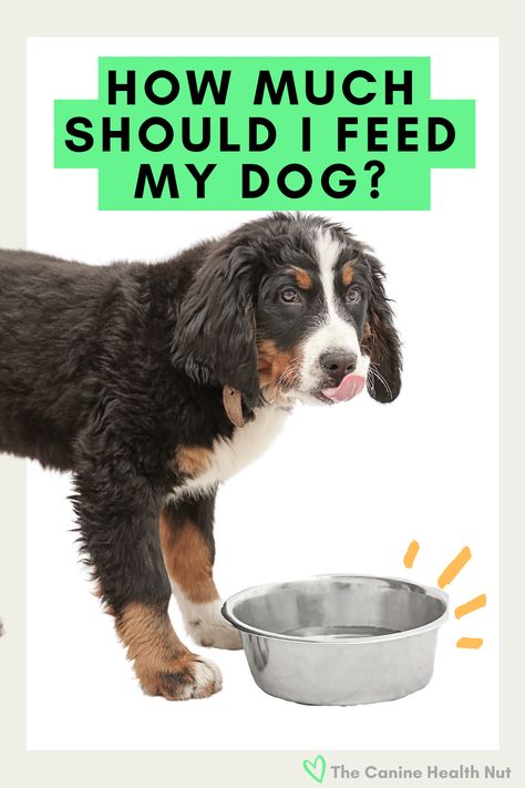 Calculating how much to feed my dog. Best Human Food For Dogs, How Much To Feed Your Dog, How Much Homemade Food To Feed My Dog, Dog Feeding Chart, Dog Diet Plan, Nutrition Basics, Food Portion Sizes, Human Food For Dogs, Foods Dogs Can Eat