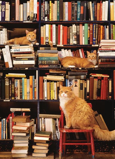 Bookstore Cats, Cats Sitting, Cat Jigsaw Puzzle, Cat Puzzle, Cobble Hill, Two Cats, Cat Cafe, Cat Books, 500 Piece Puzzles