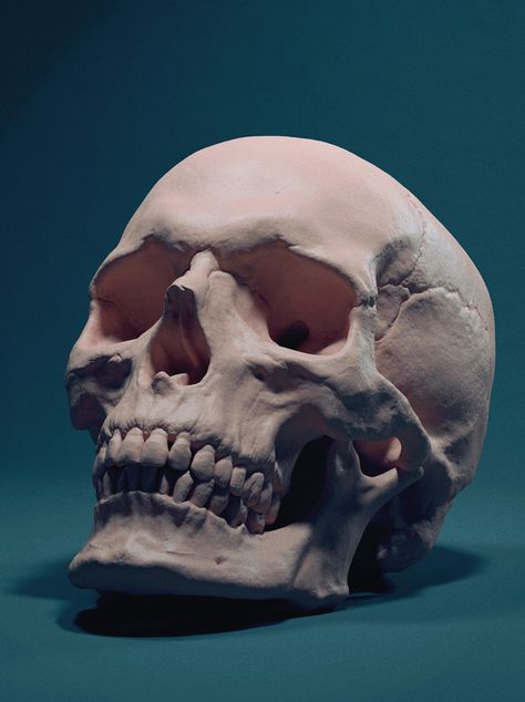 Skull Anatomy, Skull Reference, Art Du Croquis, Life Drawing Reference, Reference Photos For Artists, Výtvarné Reference, Human Anatomy Art, Seni 3d, Still Life Drawing